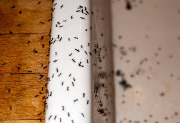 Best Residential Pest Control  in Newark, IL